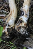 Amanita brunnescens image