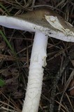Amanita brunnescens image