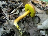 Boletus rubellus image