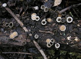 Nidula candida image
