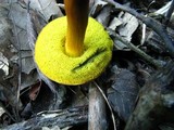 Boletus rubellus image