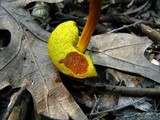 Boletus rubellus image
