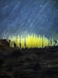 Mucronella flava image