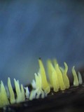 Mucronella flava image