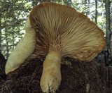 Lentinus levis image