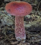Boletus frostii image