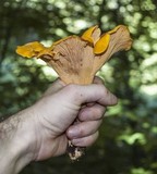 Cantharellus phasmatis image