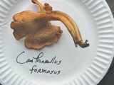 Cantharellus formosus image