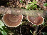 Hexagonia variegata image