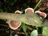 Hexagonia variegata image