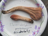 Clavariadelphus occidentalis image
