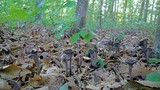 Craterellus fallax image