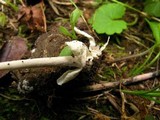 Volvariella hypopithys image