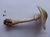 Amanita brunnescens image