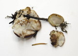 Postia fragilis image