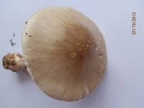 Amanita brunnescens image