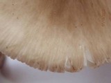 Amanita brunnescens image