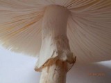 Amanita brunnescens image