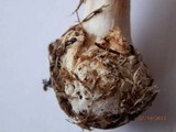 Amanita brunnescens image