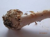 Amanita brunnescens image