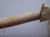 Amanita brunnescens image