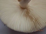 Amanita brunnescens image