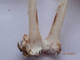 Amanita brunnescens image