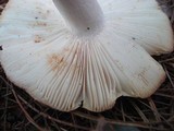 Russula modesta image