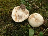 Russula compacta image