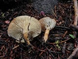 Clitocybe squamulosa image