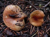 Clitocybe squamulosa var. montana image