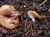 Clitocybe squamulosa var. montana image