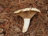 Lactarius deceptivus image