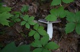 Russula mariae image