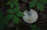 Russula mariae image