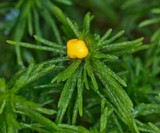 Endogone pisiformis image