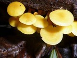 Tricholomopsis aurea image