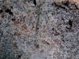 Hexagonia hydnoides image