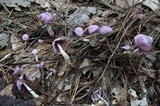 Gymnopus iocephalus image