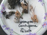 Hypomyces cervinigenus image