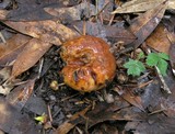 Suillus caerulescens image