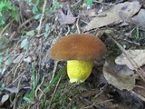 Boletus auripes image