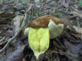 Boletus auripes image