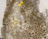 Endogone pisiformis image