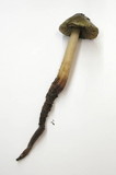 Phaeocollybia olivacea image