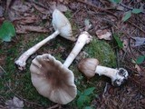 Amanita brunnescens image