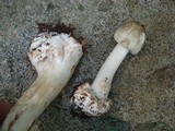 Amanita brunnescens image