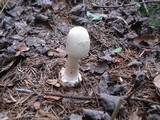 Amanita brunnescens image