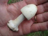 Amanita brunnescens image