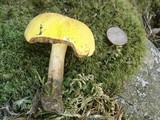 Boletus discolor image